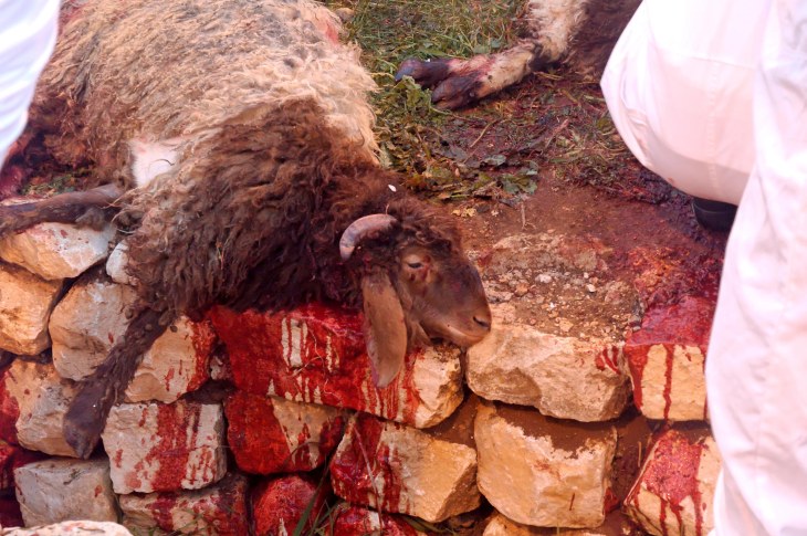 Samaritan Passover, slain lamb, tb041106749